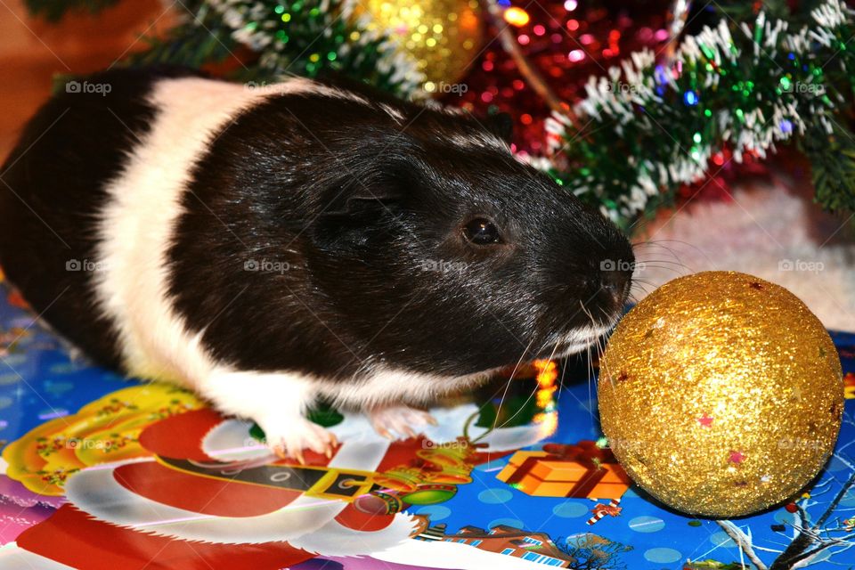 Side view of guinea pig