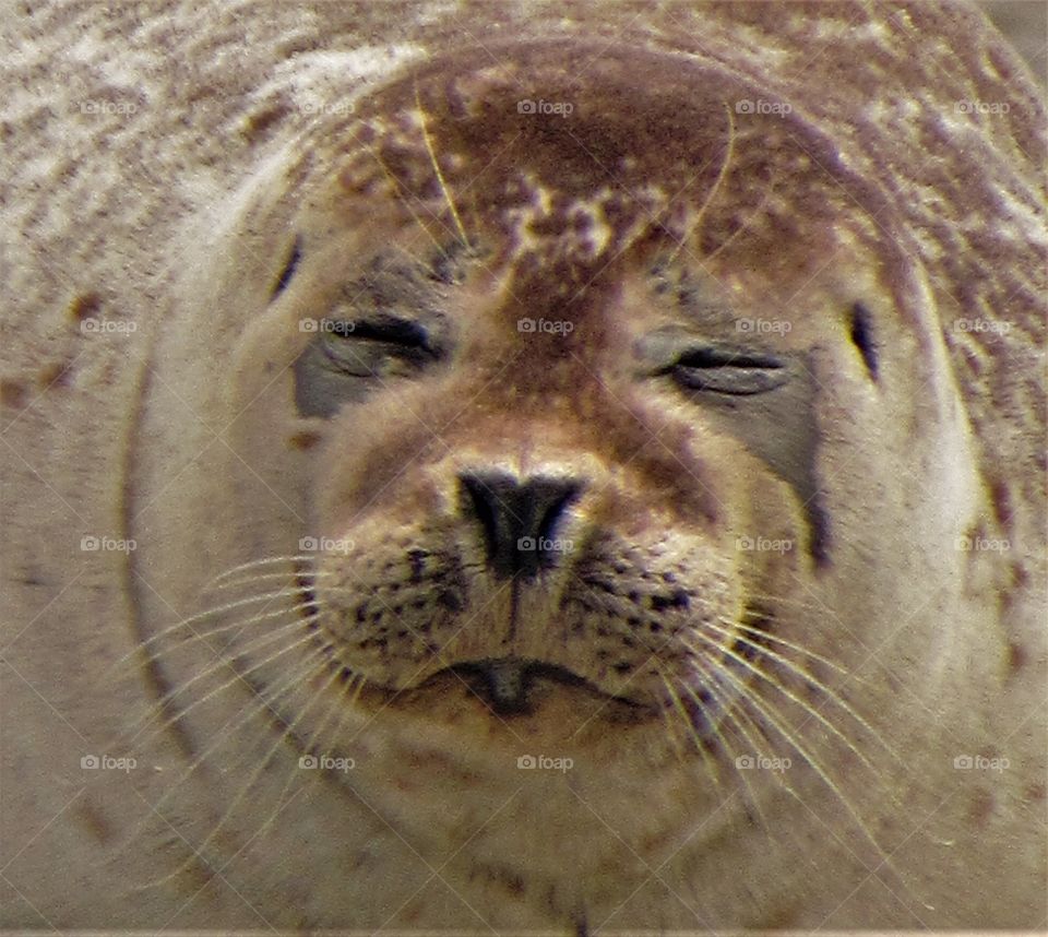 Seals in Berck France