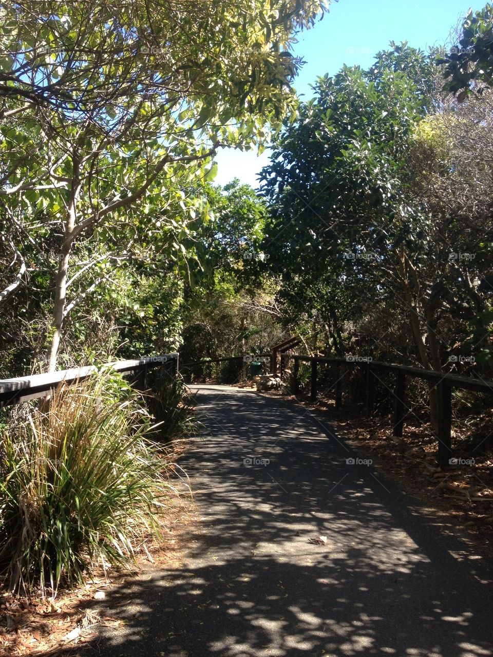 Shady nature walkway