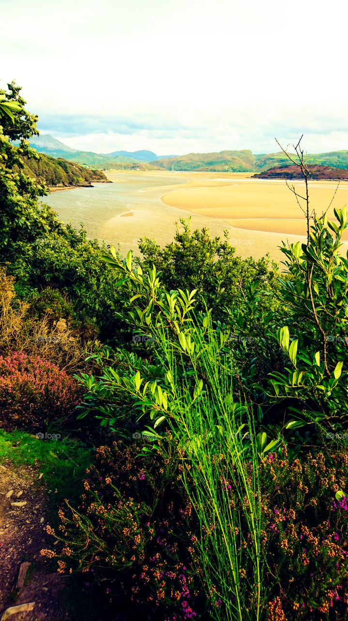 greenery by the beach.