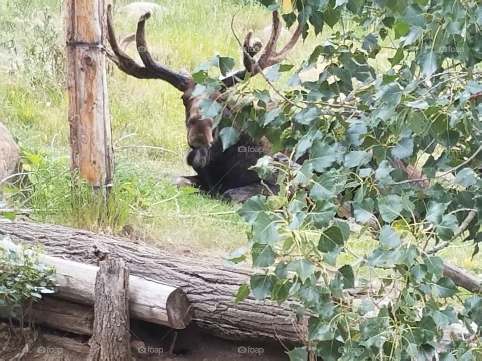 moose outdoors park family fun