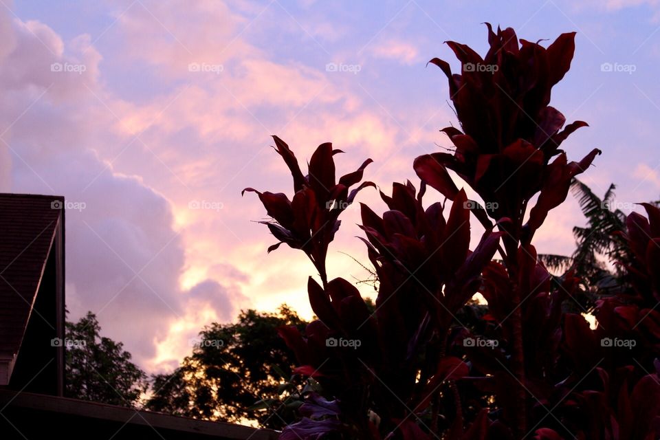 Tropical foliage silhouetted against blue and purple Maui sunset