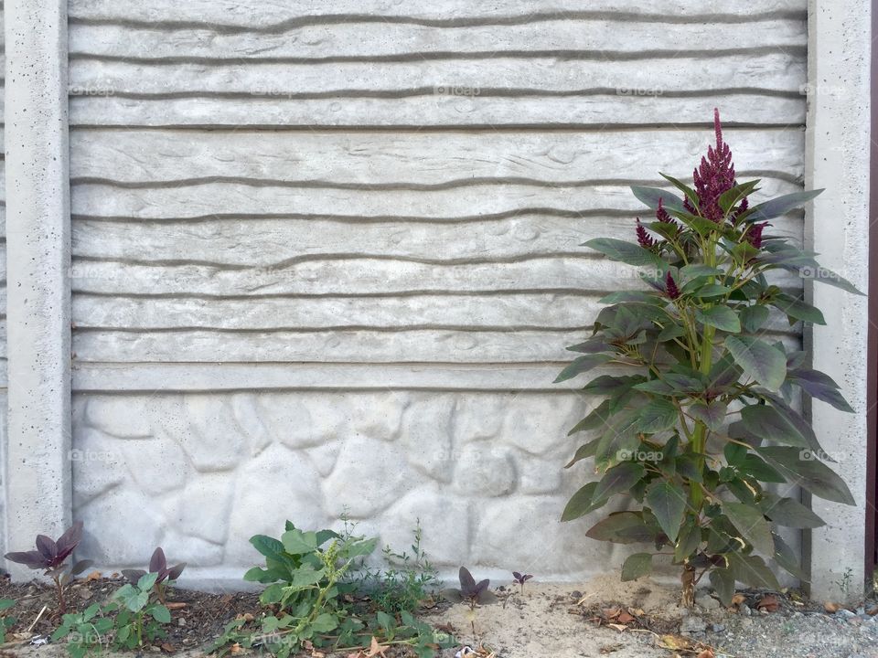 A flower near concrete fence