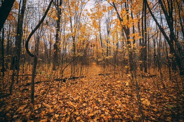 Beautiful maple forest landscape