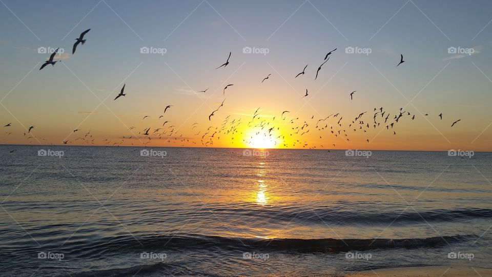 birds on the sunset