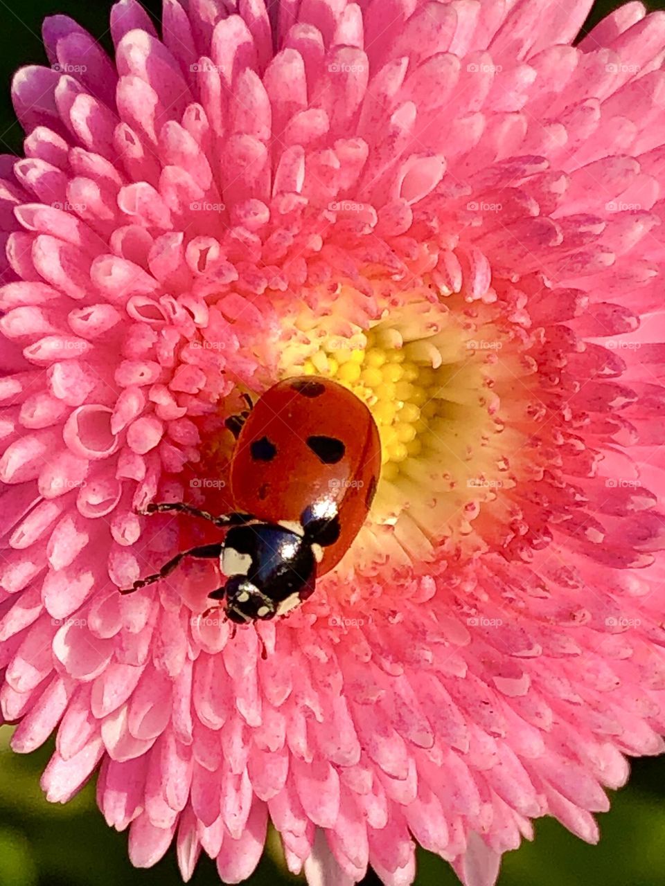 Spring ladybird on flower 