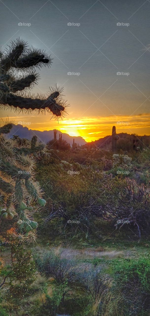 Golden rays of sunlight wash over the desert in South Western United States on a shimmering winter morning.