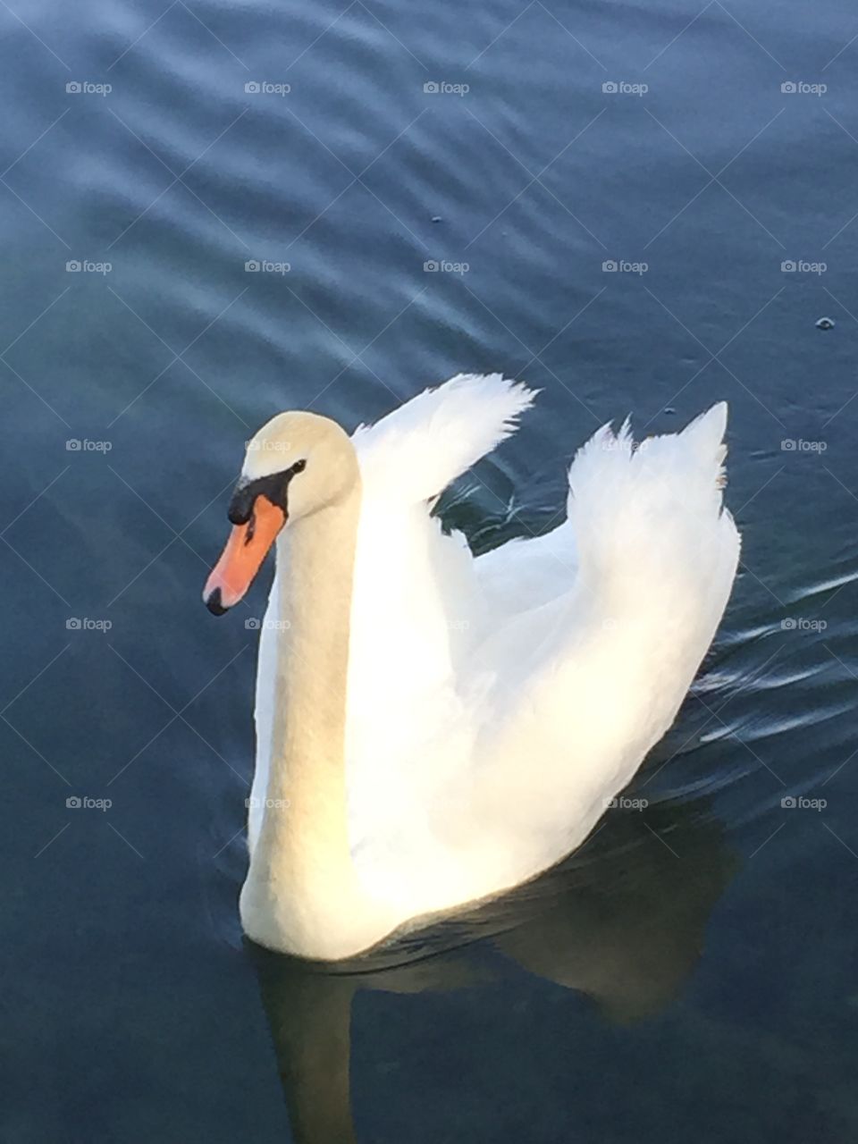 Swan Joy