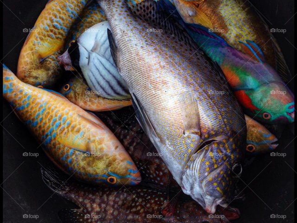 Fresh Fish.
Full of colors.