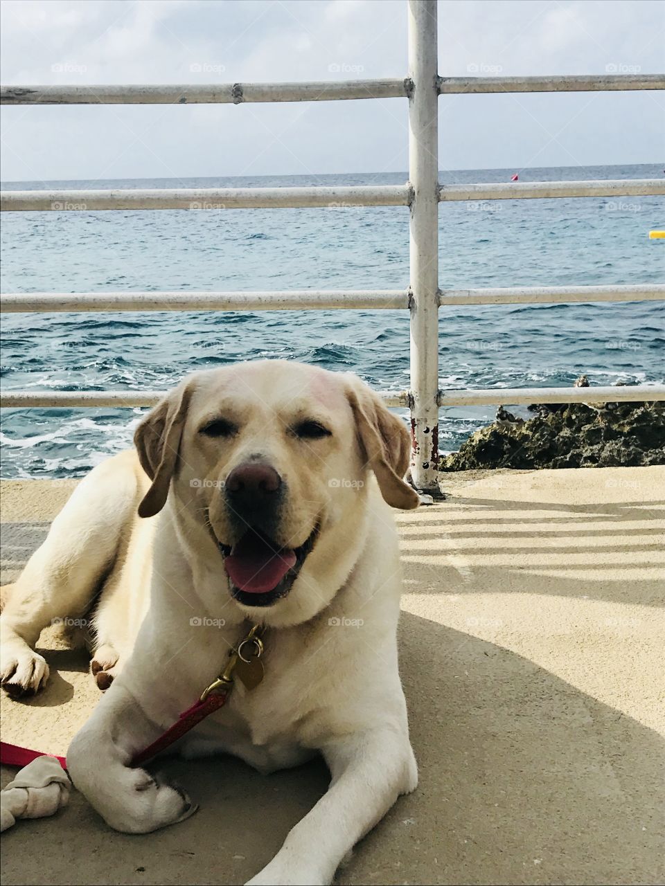 Dog on the Dock