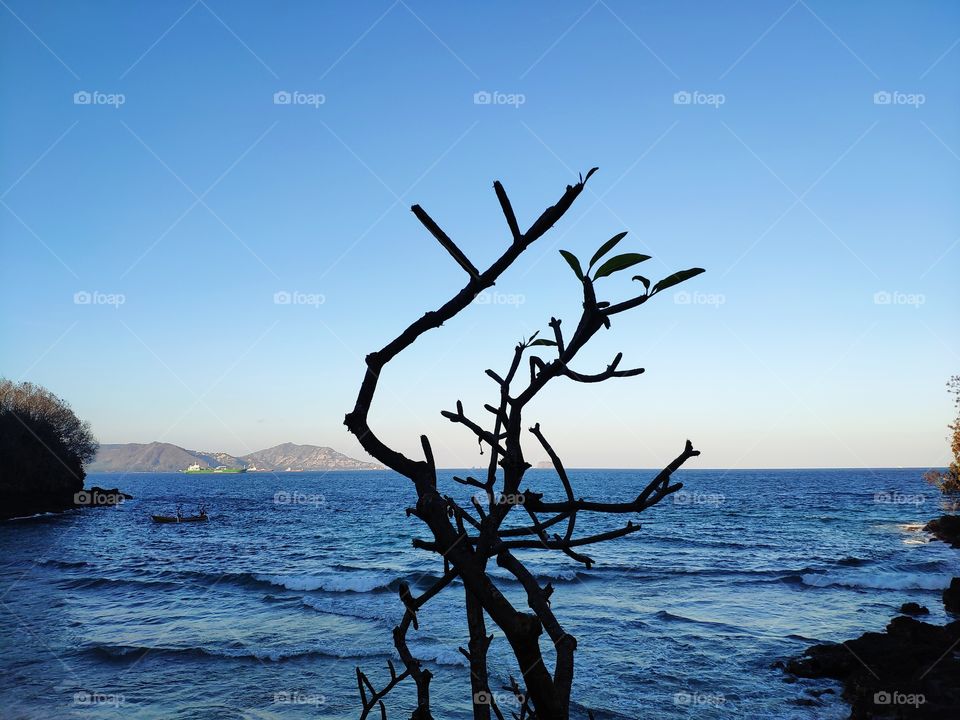 a tree at beach