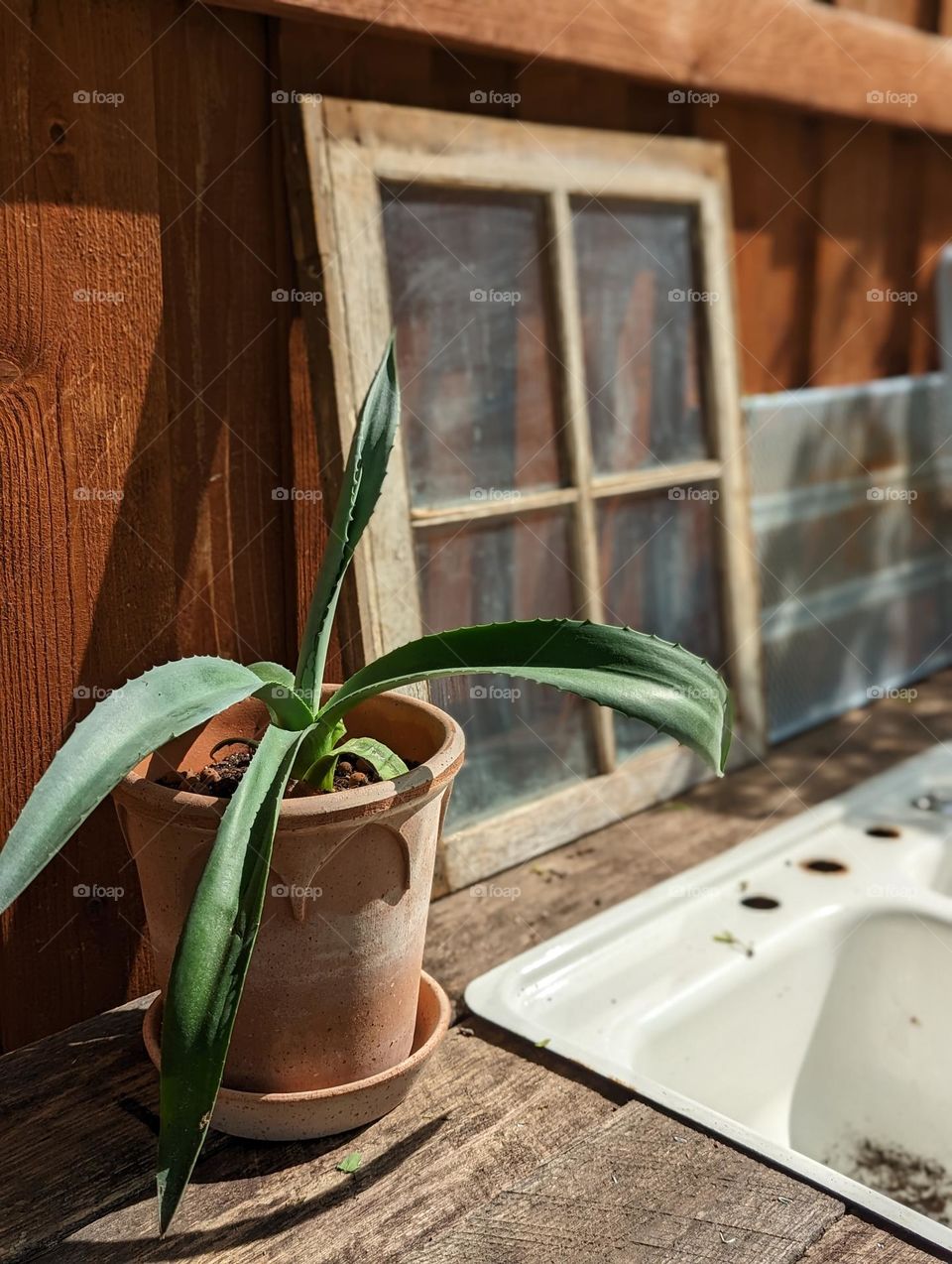 outdoor succulent plant in terracotta pot on potting table with vintage window and vintage sink