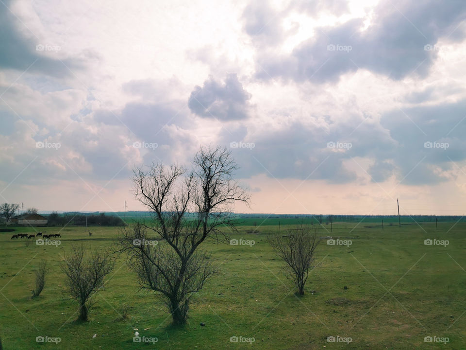 Trees magic forest green greens