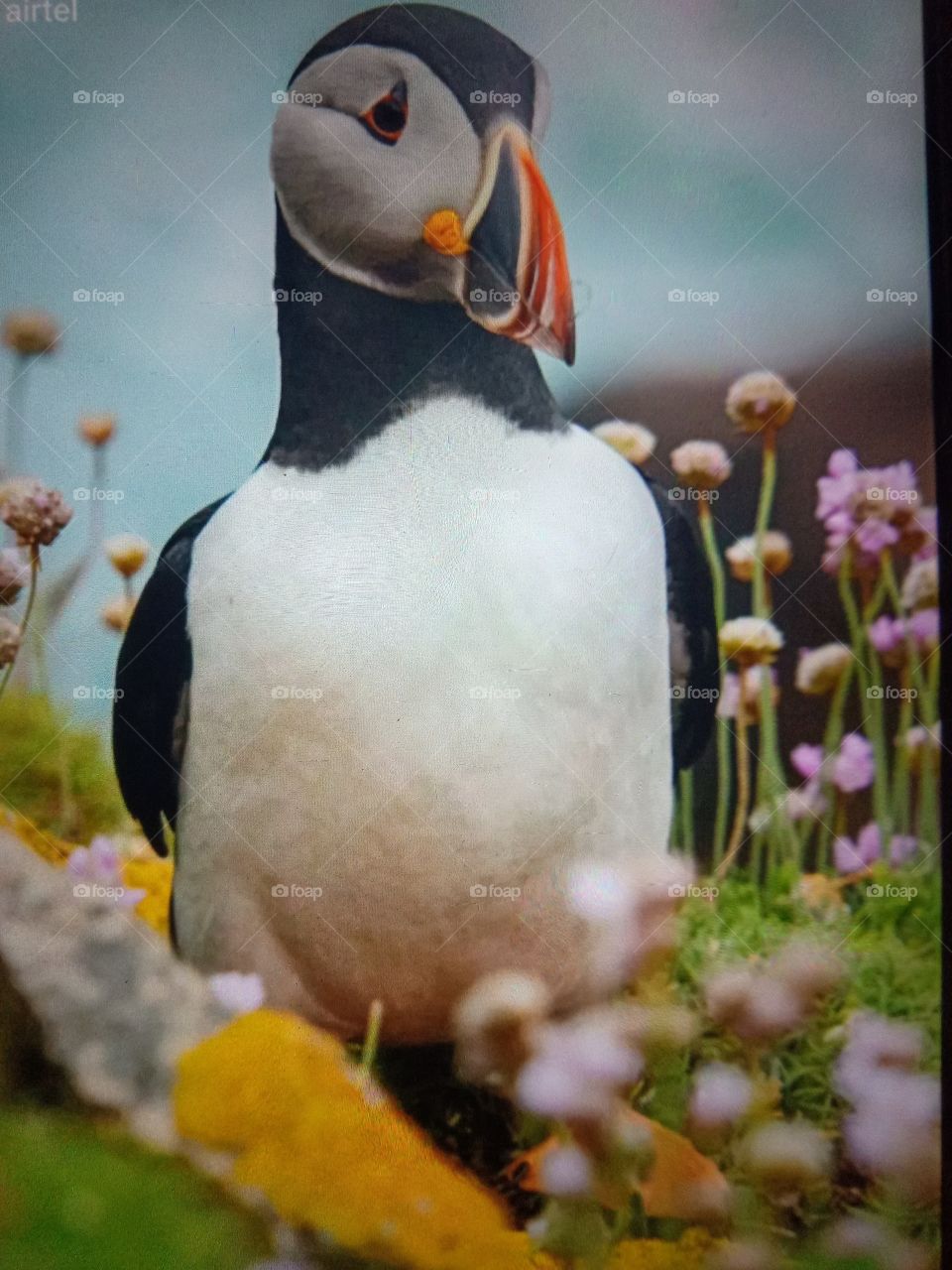 Adorable Puffin