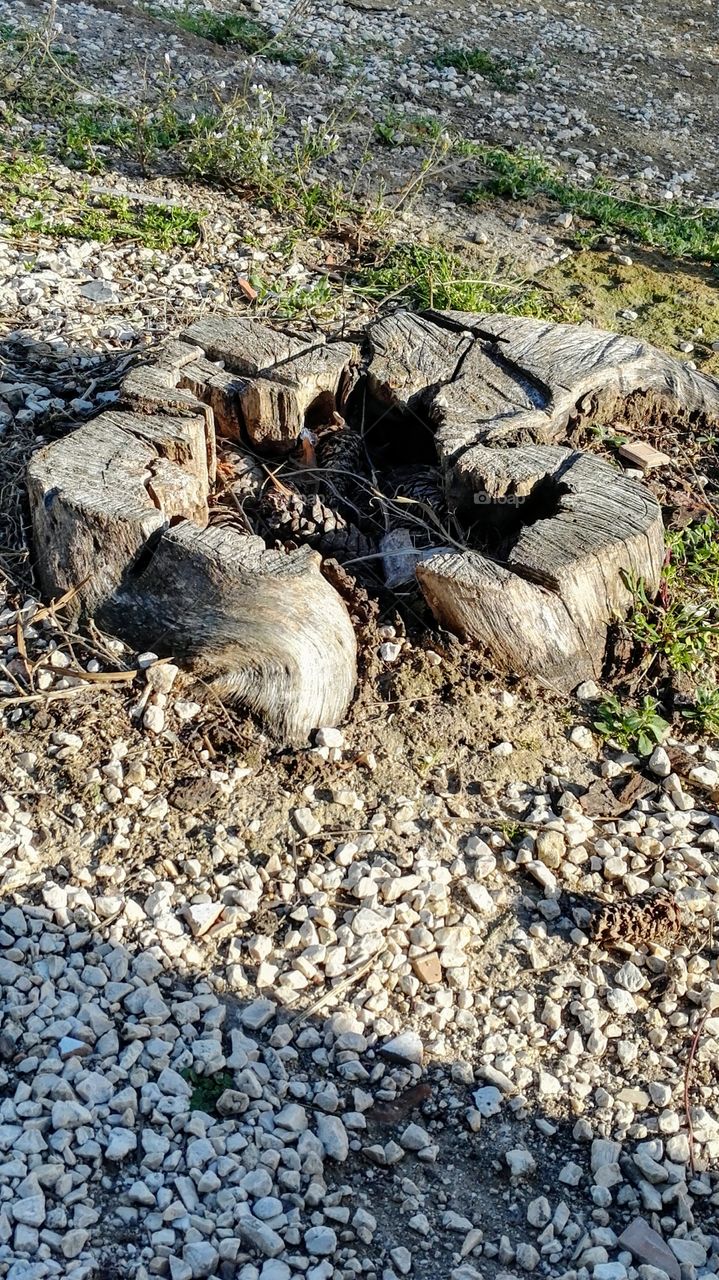 base di tronco albero