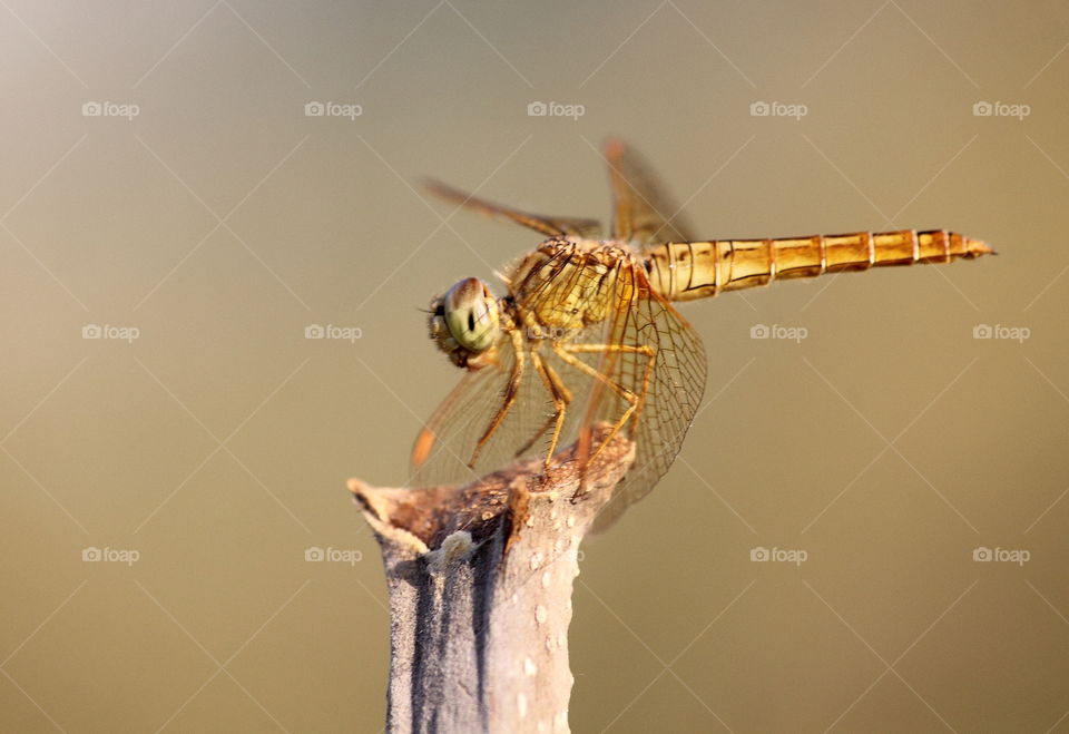 Ditch jewel. Body side of female colouring character to the top of cuting wood. Yellow's light by the day sun shown to the morphology of species. Looks so short and fat. Contratsly colour with the male for red - orange. But, they're one habitat .