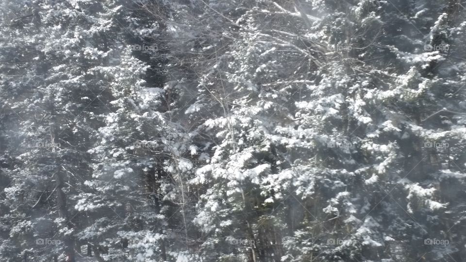 Snow covered trees I-80 in Pennsylvania 12-14-17