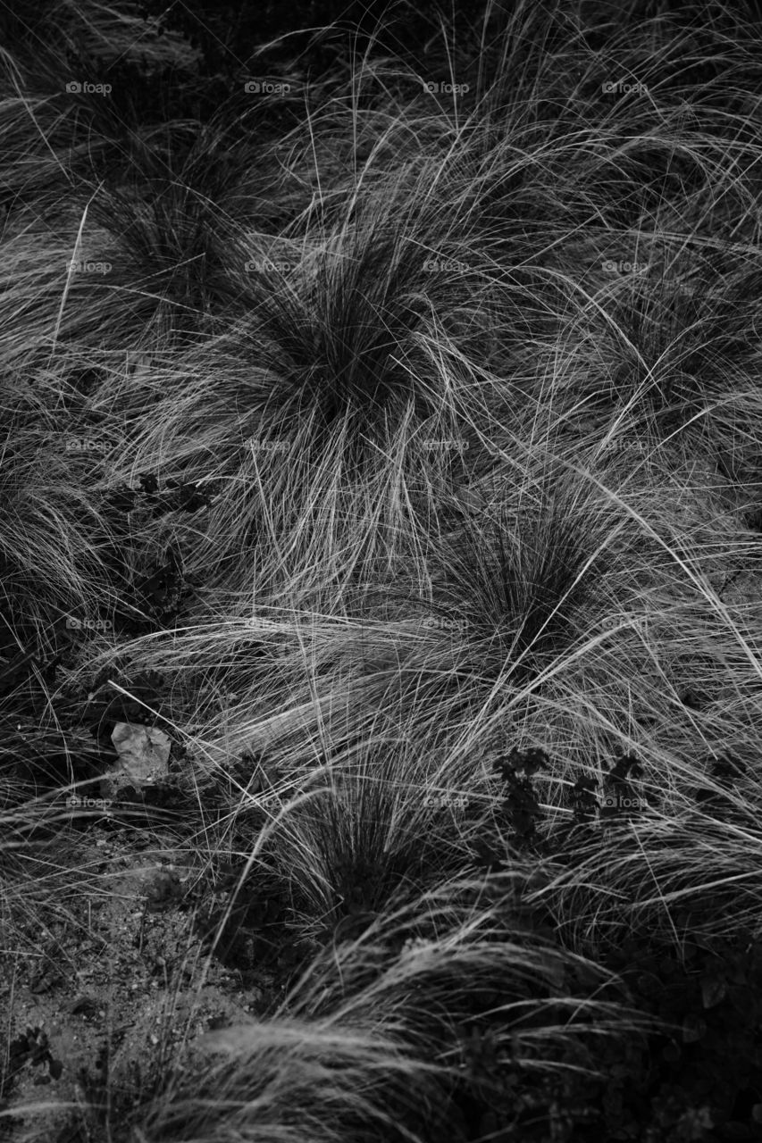 Long grass in black and white