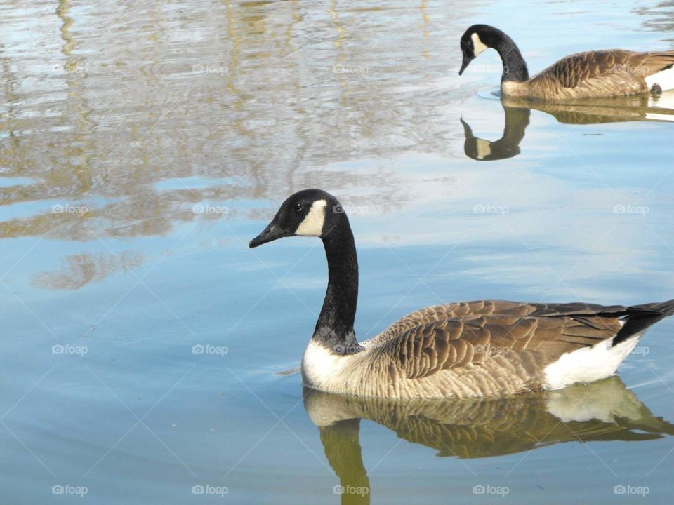 Geese swimming