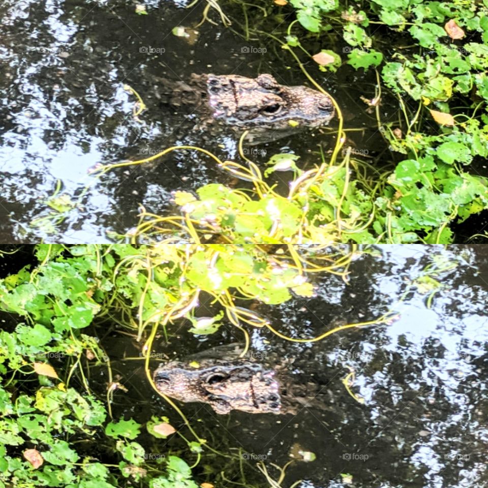 Sea life , it's awesome and they can stay for long and those animals who are on it are so adventurous !!!