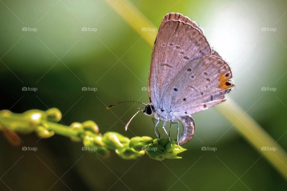 An Eastern Tailed-blue (Cupido comyntas) spreads a little life depositing eggs. Raleigh, North Carolina. 