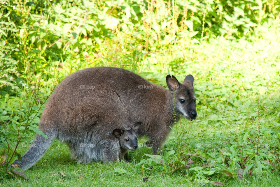 cute baby animal zoo by jbdc