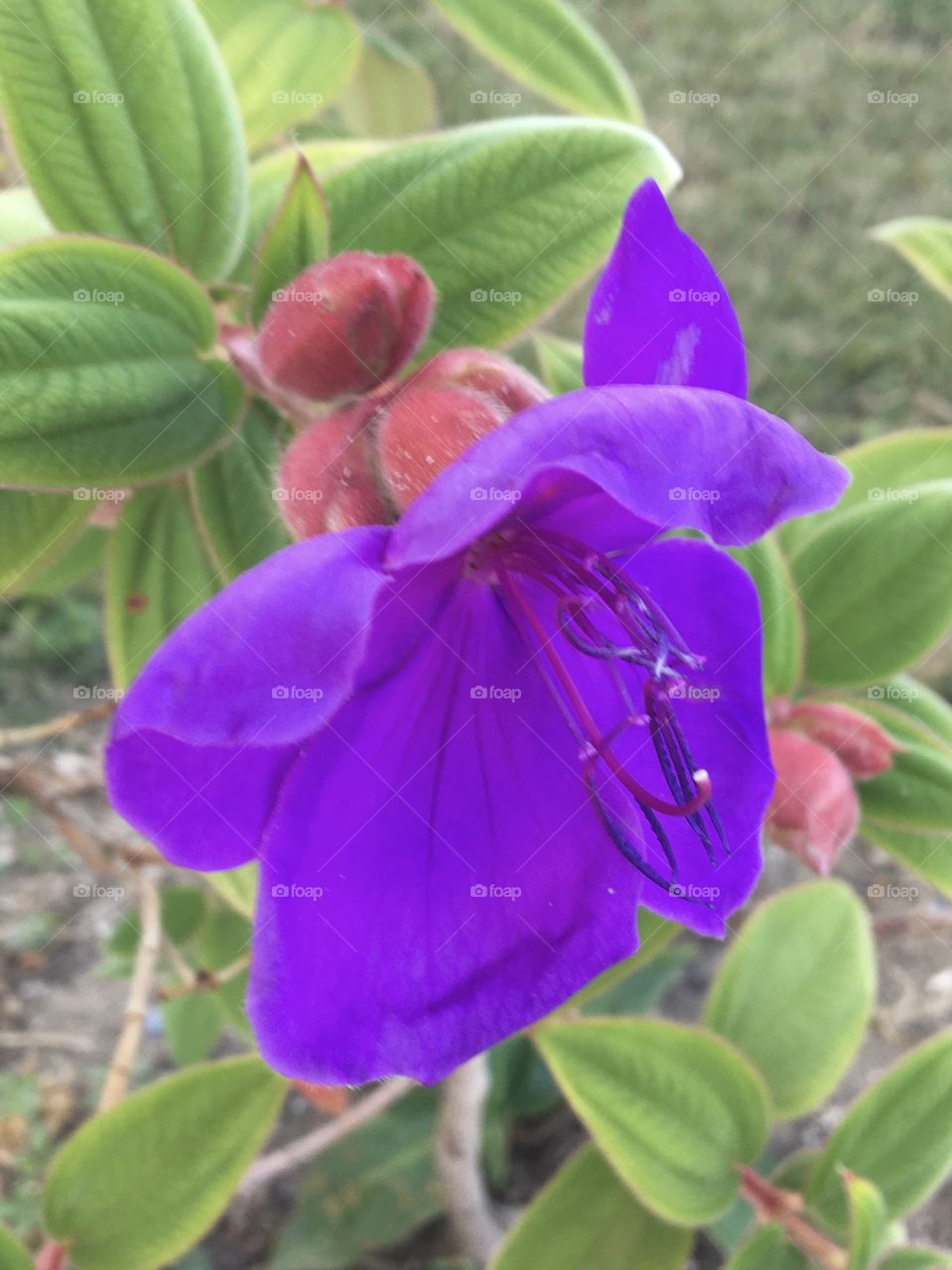 Strange flower from a pinky bud