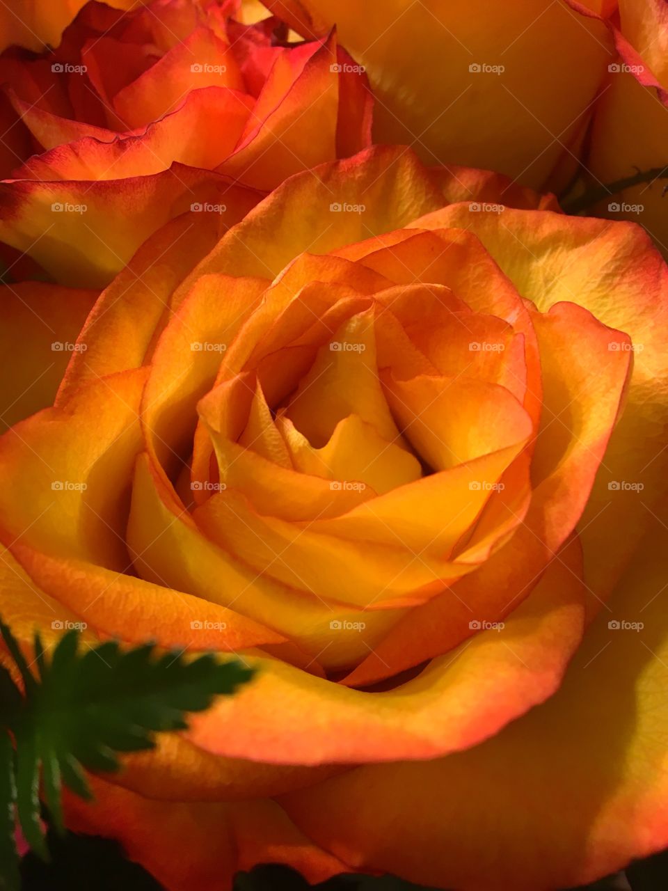 The most beautiful flowers in universe - roses.