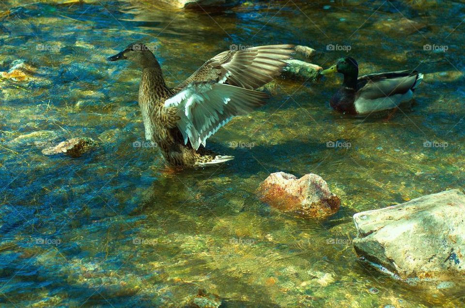 Duck Bath