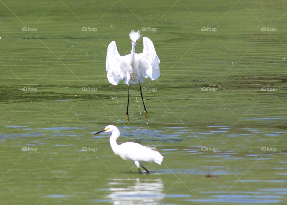 pair of egrets