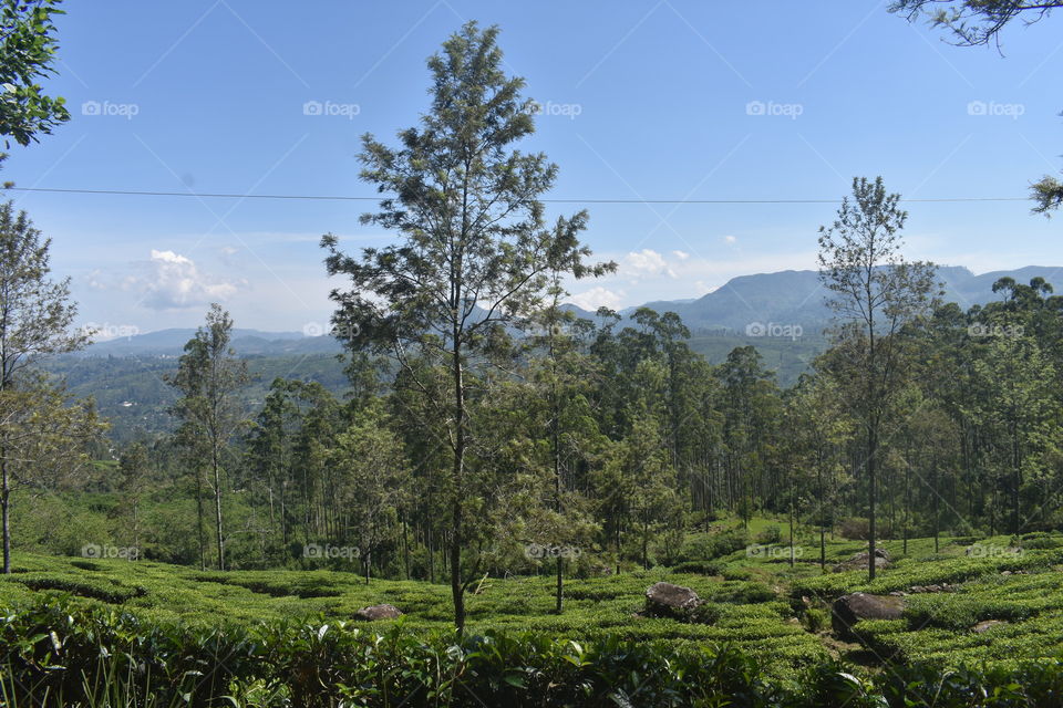 Mountain View through the tea astate