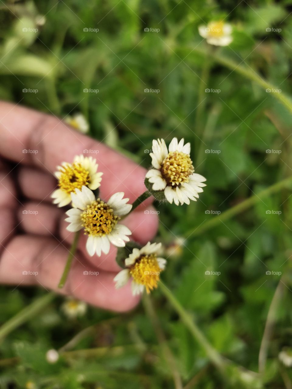 Natural Beauty Among My Fingers💮🌼

Grooming  Flowers of Procumbens 
Amazing Flora