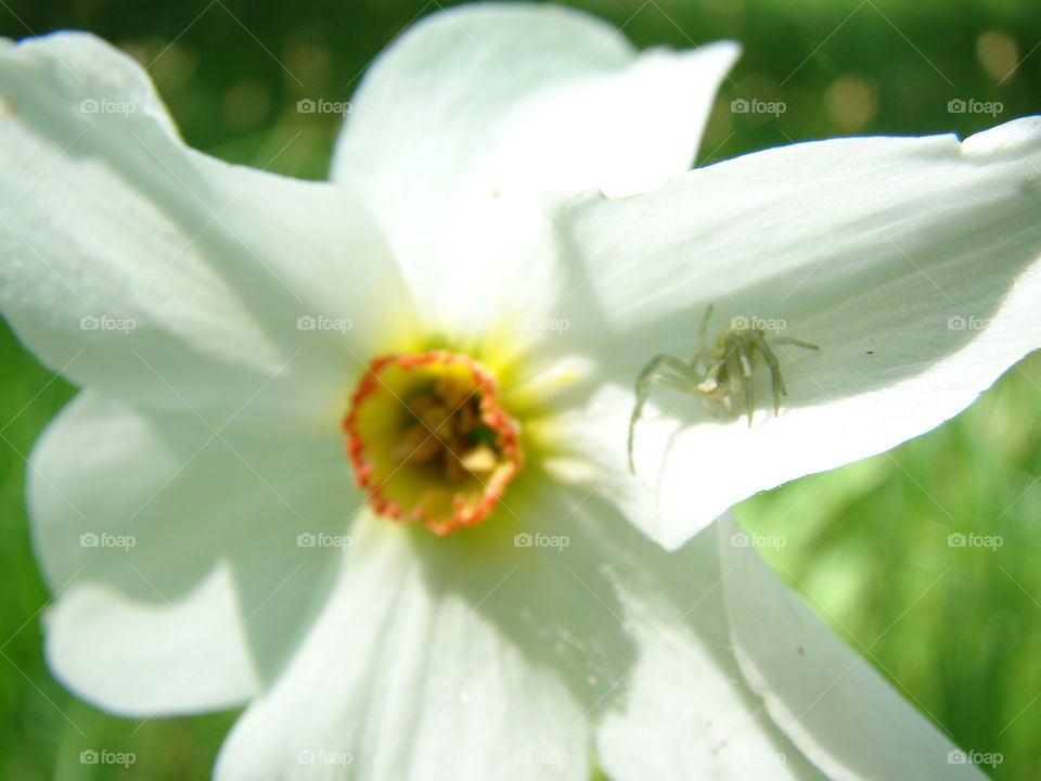 Narcissus flower and spider 