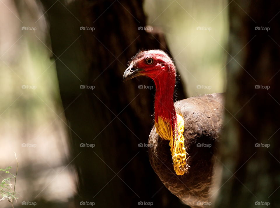 Australian Brush-turkey