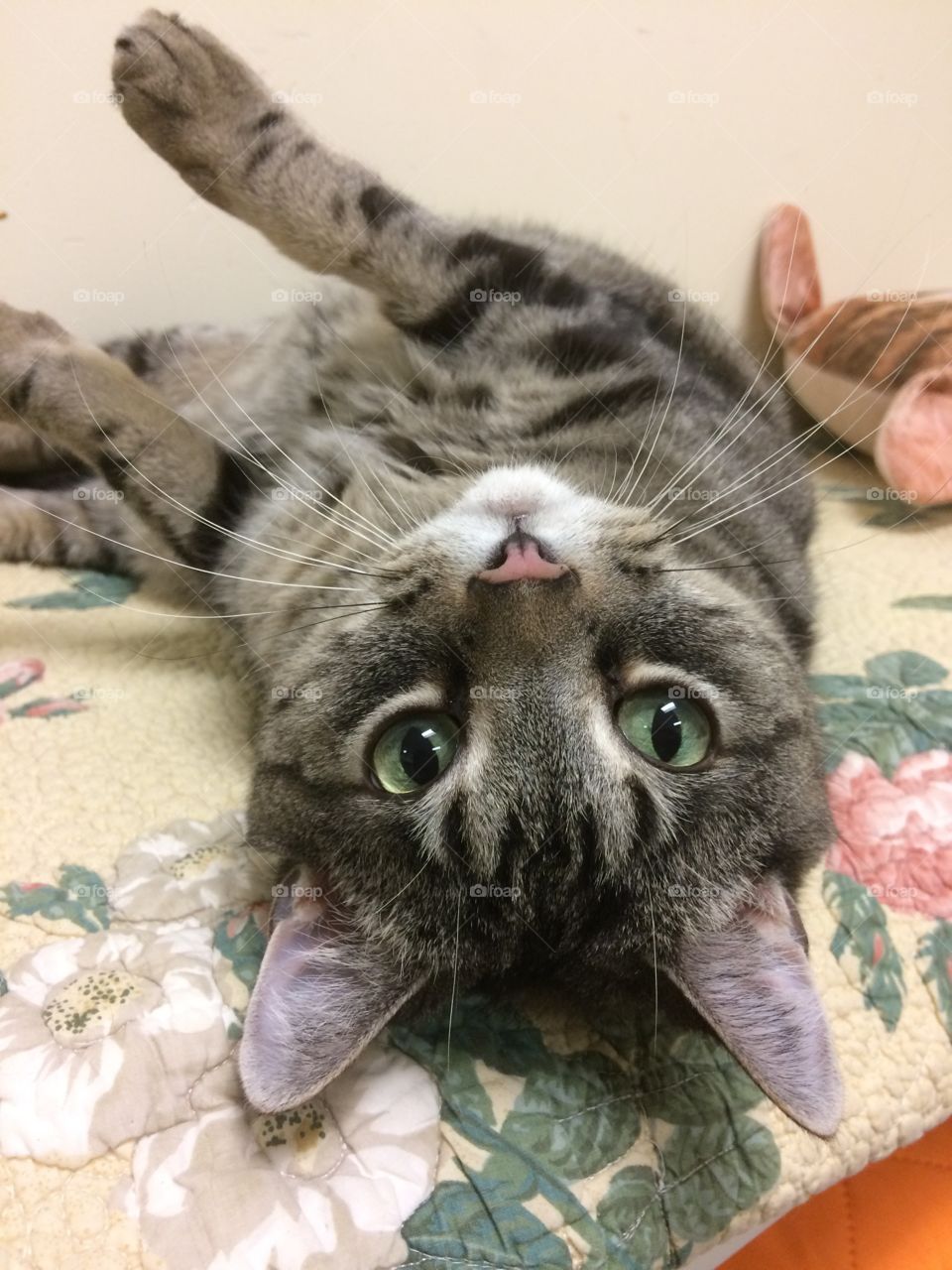 Cute cat upside down romping. 