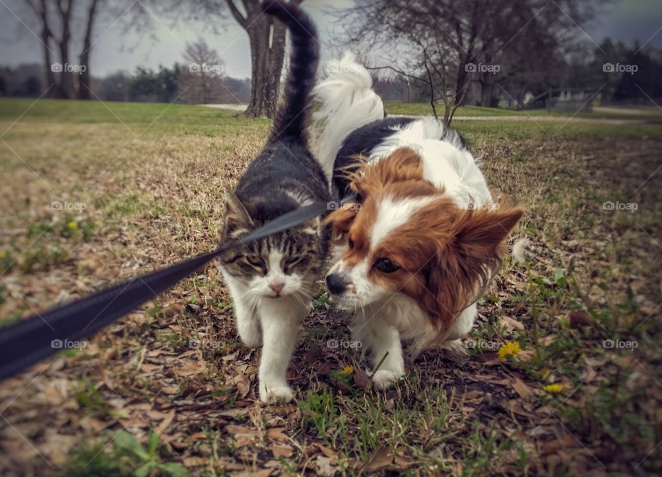 A tabby cat and a Papillion dog being walked come together as friends in the Spring