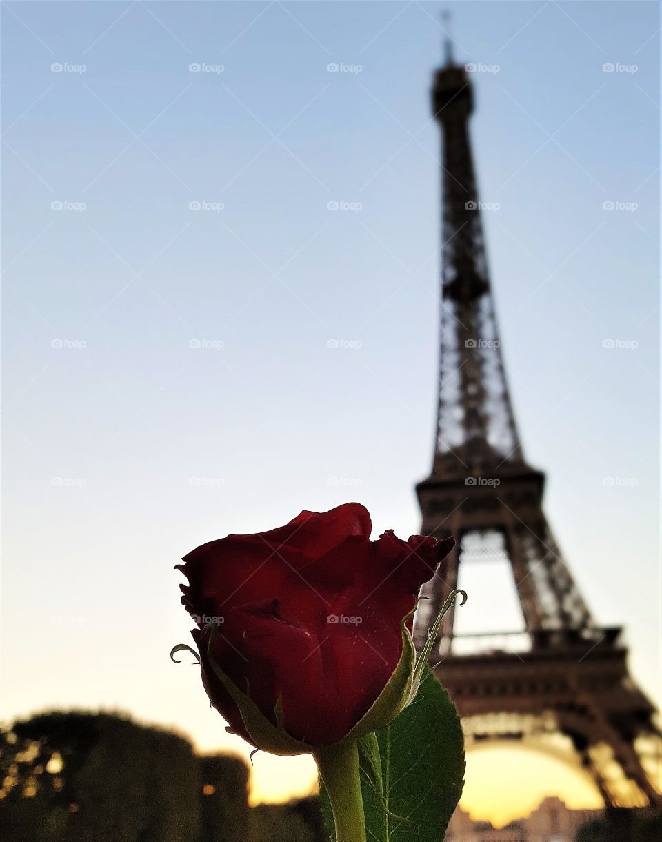 Paris Rose