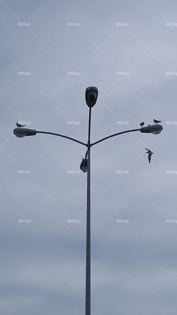 seagulls. birds on a lamp