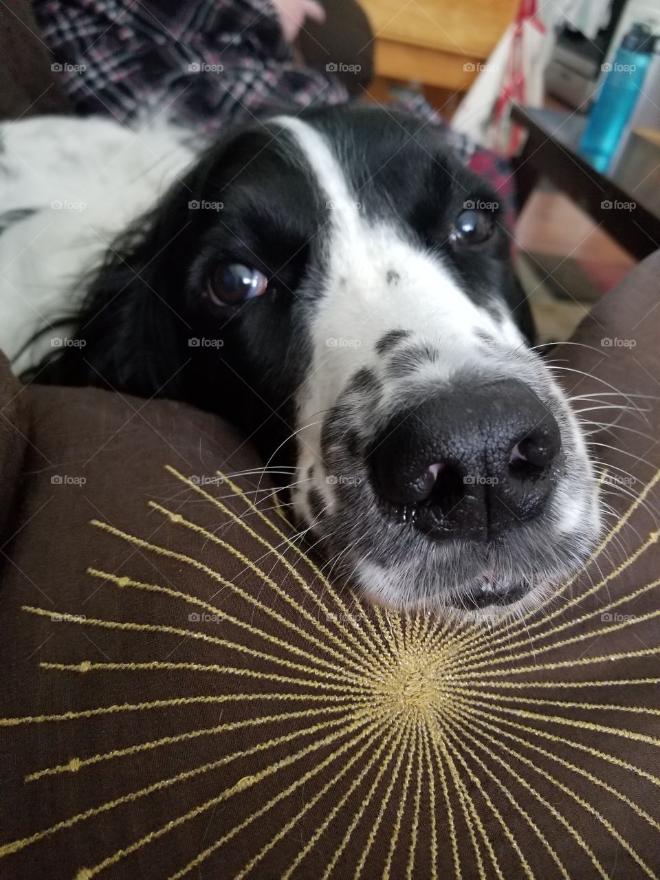 Our lovely English Springer Spaniel, with his smoosh face.