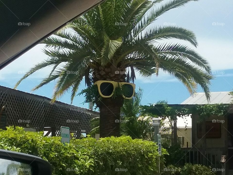 Palm tree with sunglasses.