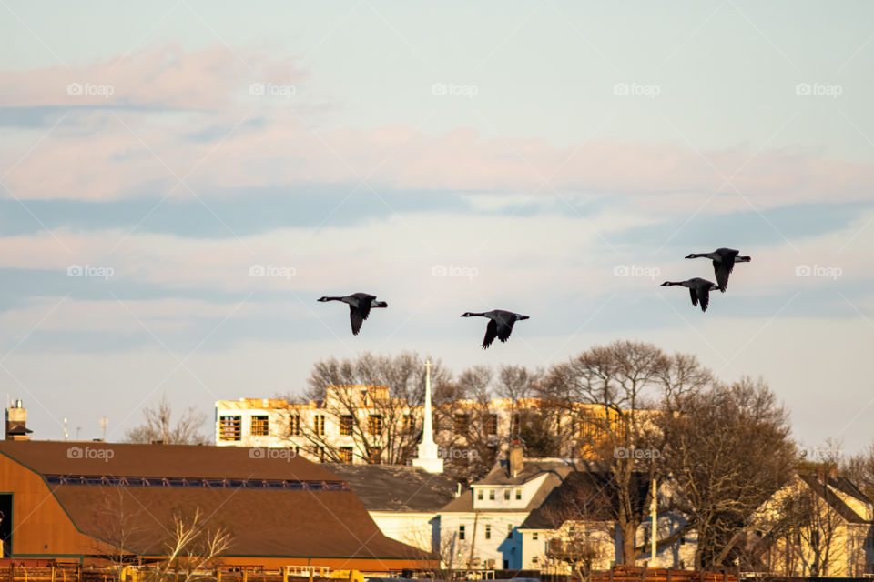 Geese flying over downtown Framingham over a busy background. 