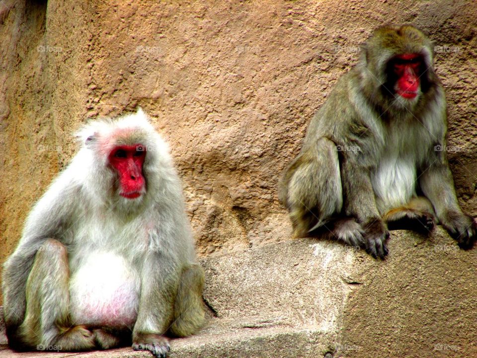 Macaques