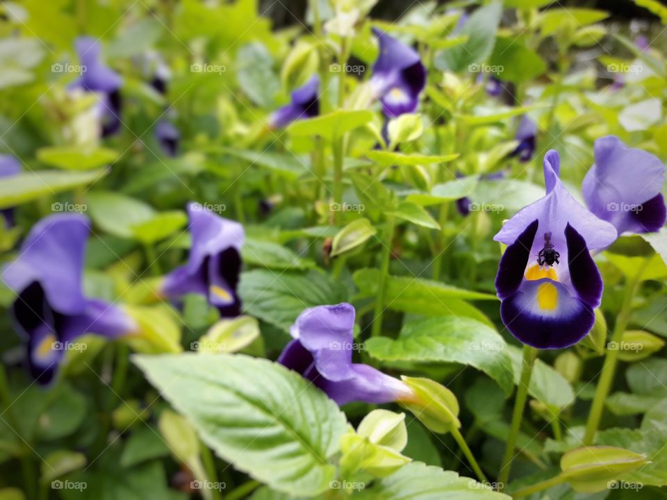 purple flower in botanical garden
