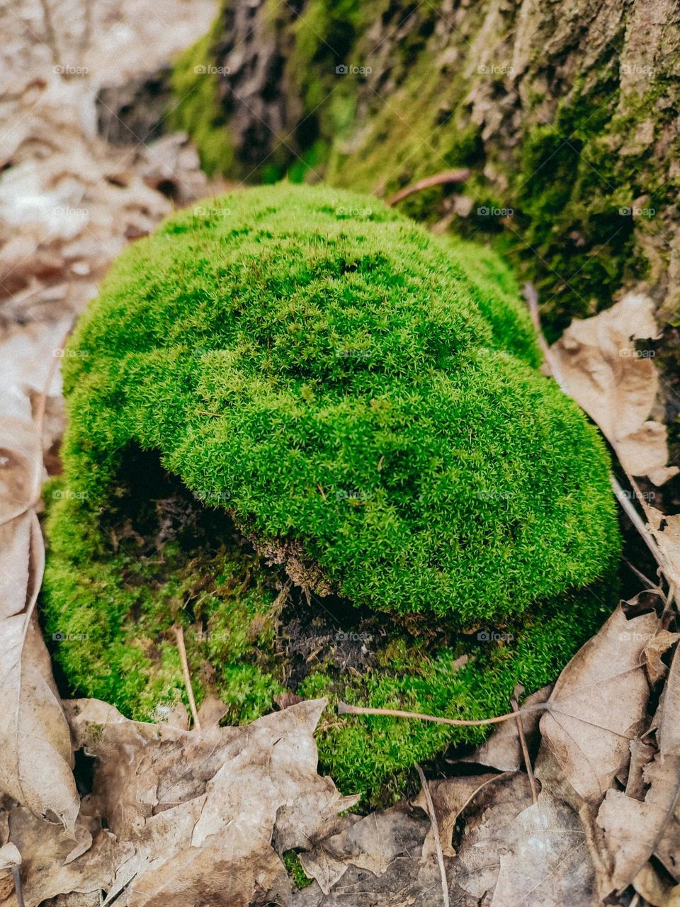Bright green moss hill under mossy tree among fallen leaves in autumn forest