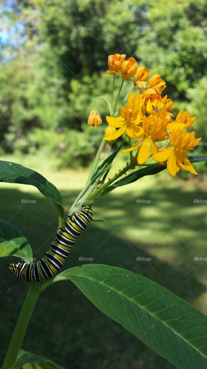 Caterpillar on the Move. Caterpillar climbing a Mexican Milkweed