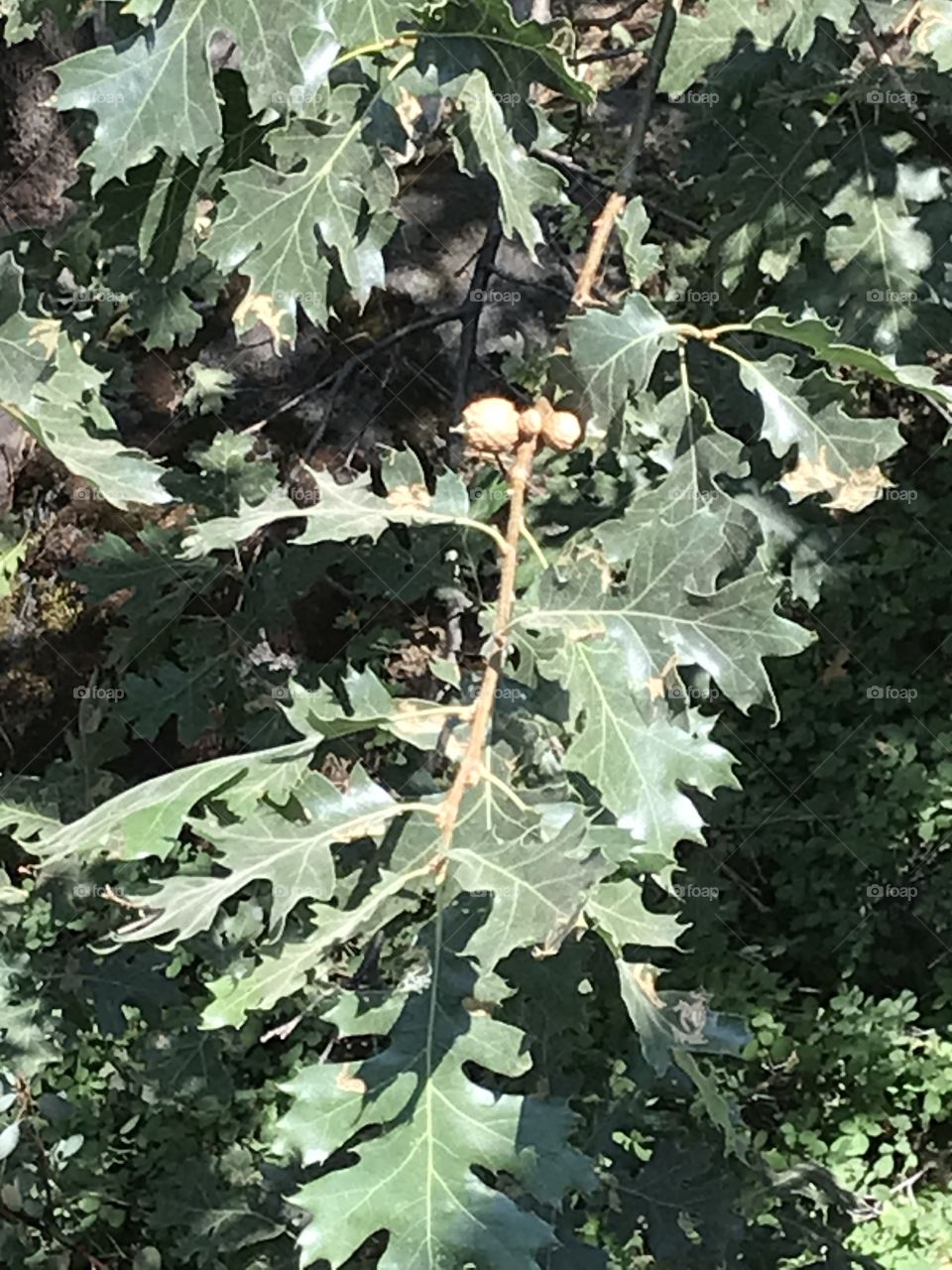 Beautiful leafs of a tree in the woods. This is certainly part of the overall natural beauty in the mountains. Be appreciative that it is freely given and should be respected and enjoyed.