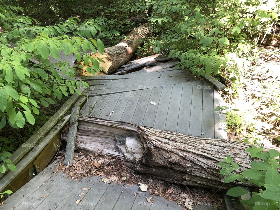 Boardwalk Smashed By Tree