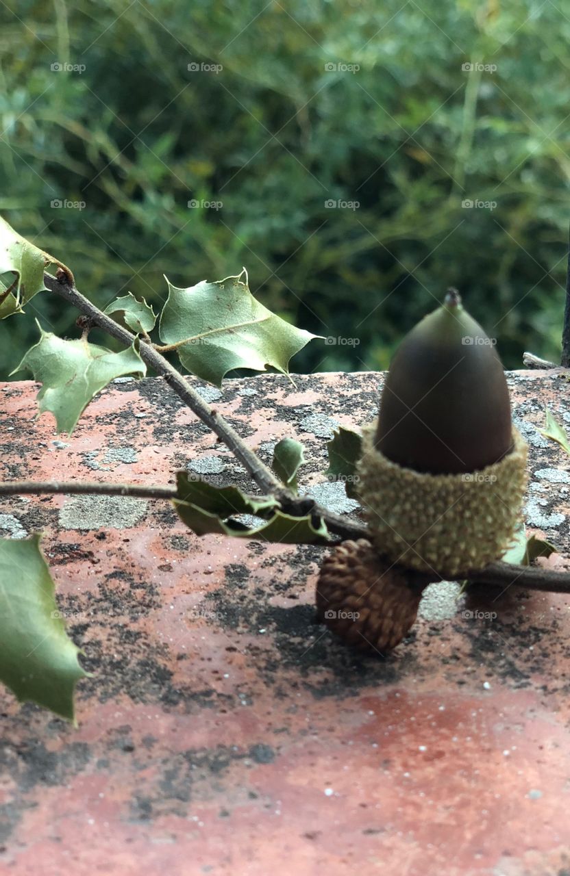 Acorn
