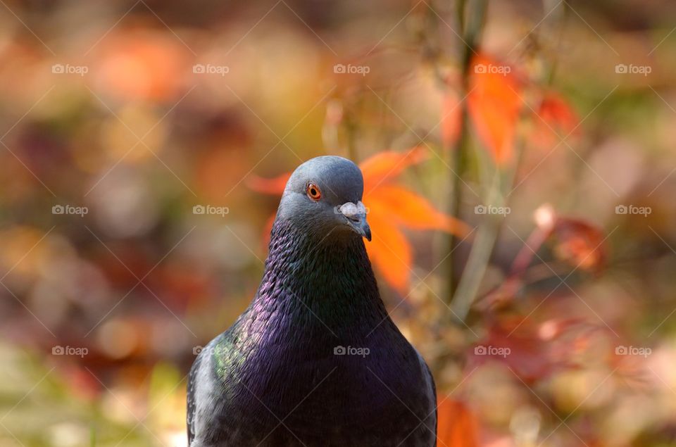 Pigeon among the fallen autumn leaves