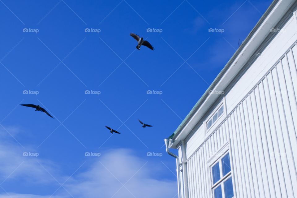 sky blue birds house by comonline